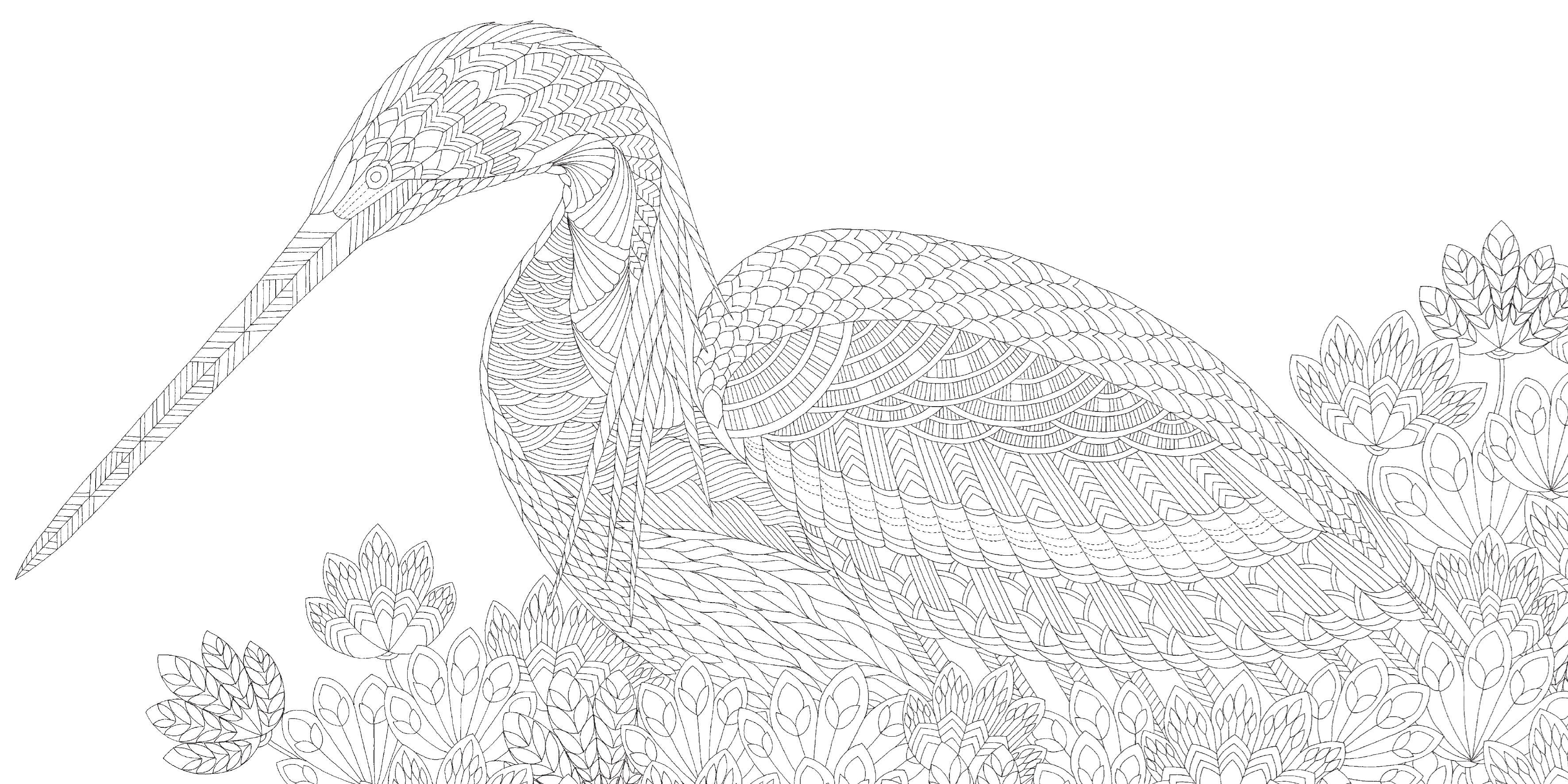 Beautiful Birds Pocket Colouring Book