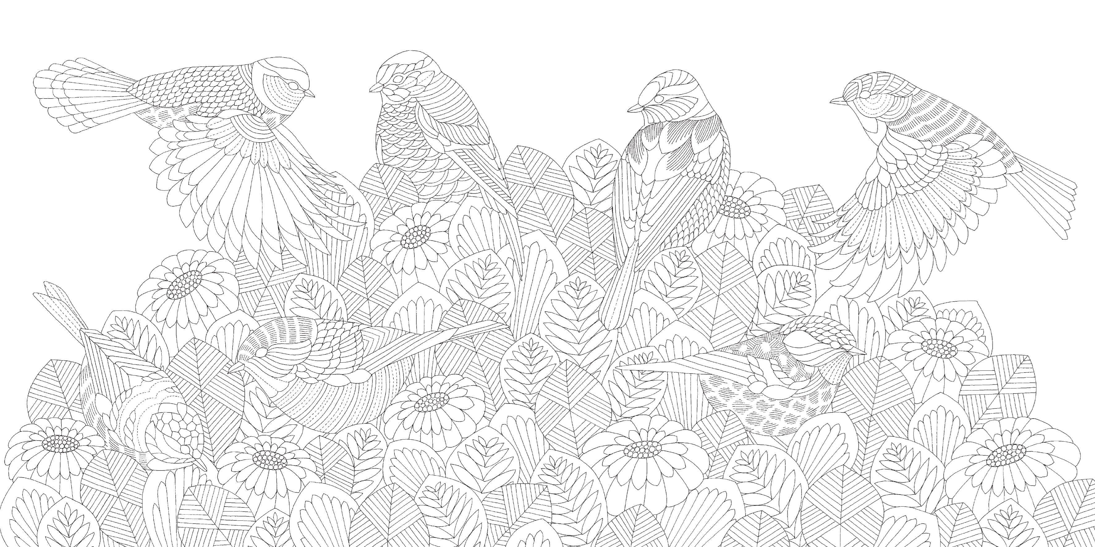 Beautiful Birds Pocket Colouring Book