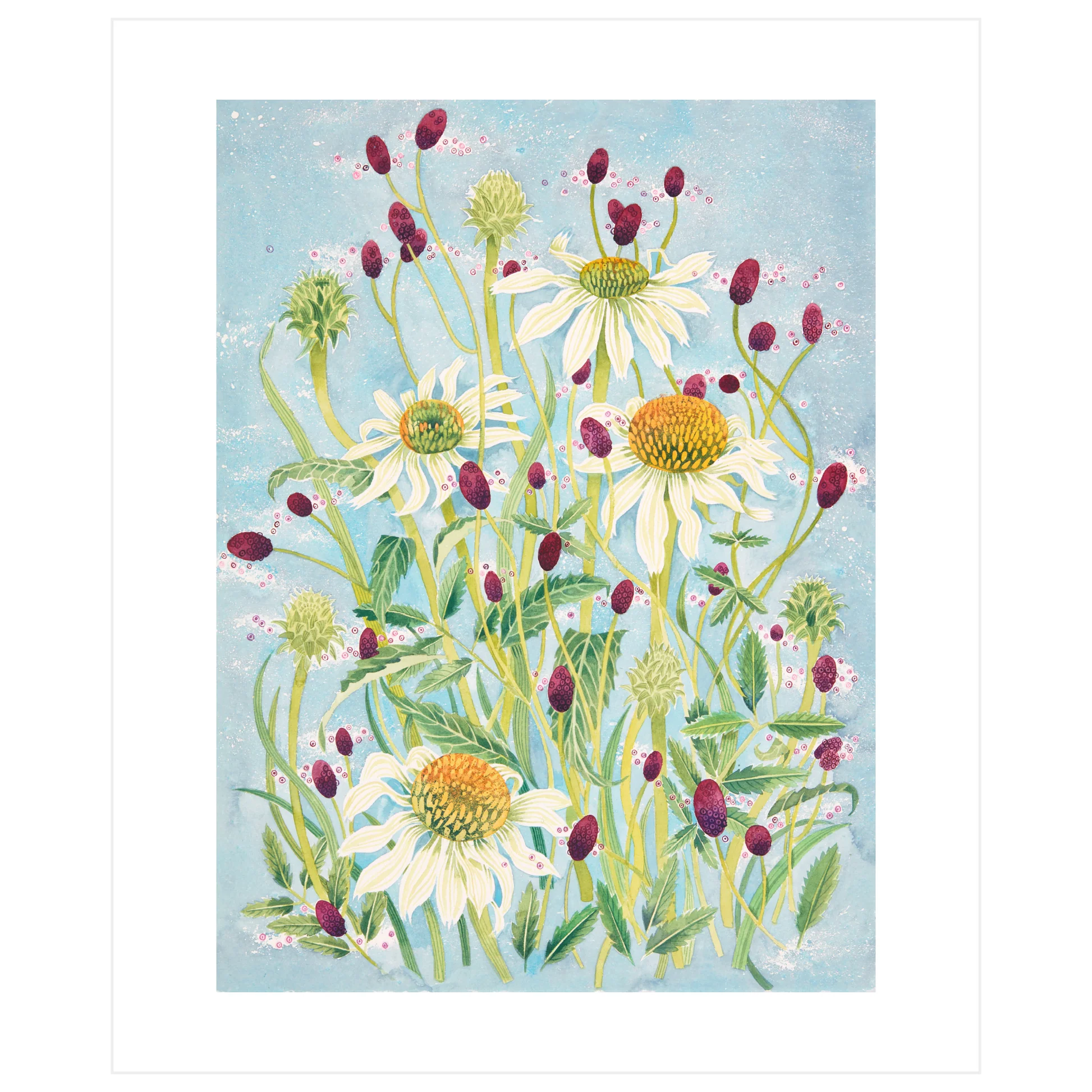 Echinacea & Sanguisorba Blank Card