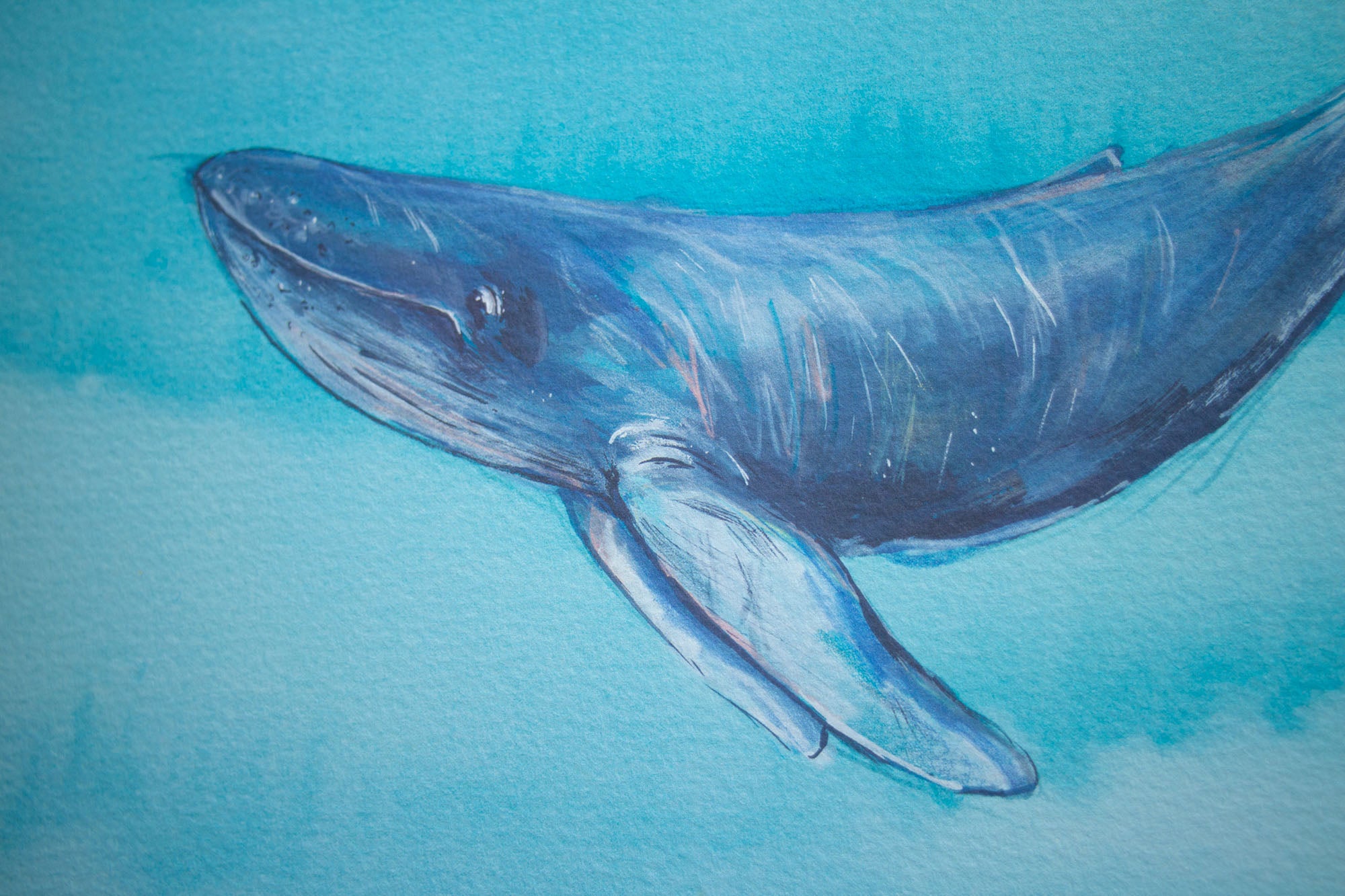 A5 Happy Whale