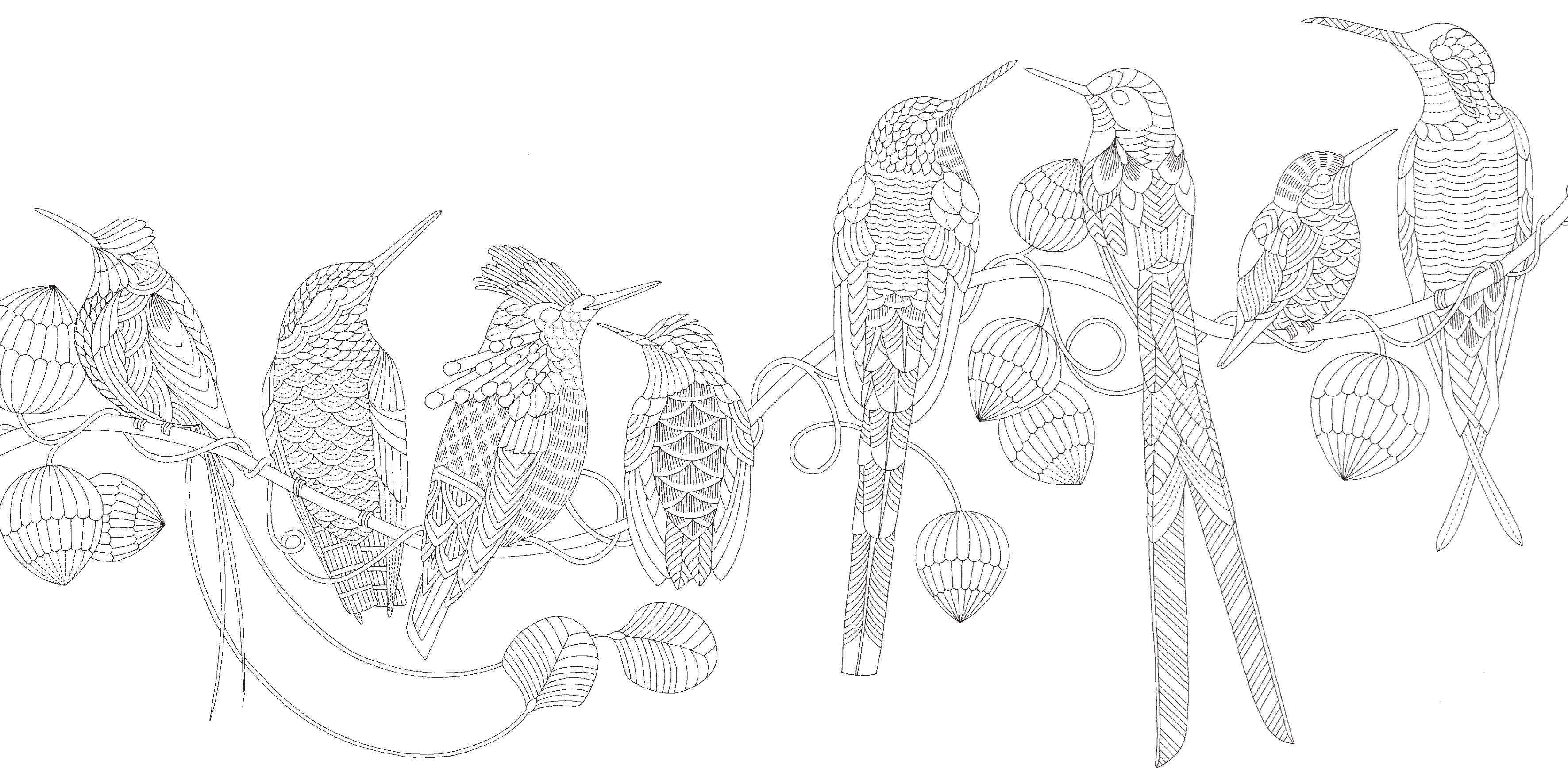 Beautiful Birds Pocket Colouring Book