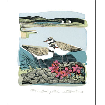 Plovers & Orkney Pinks Blank Card